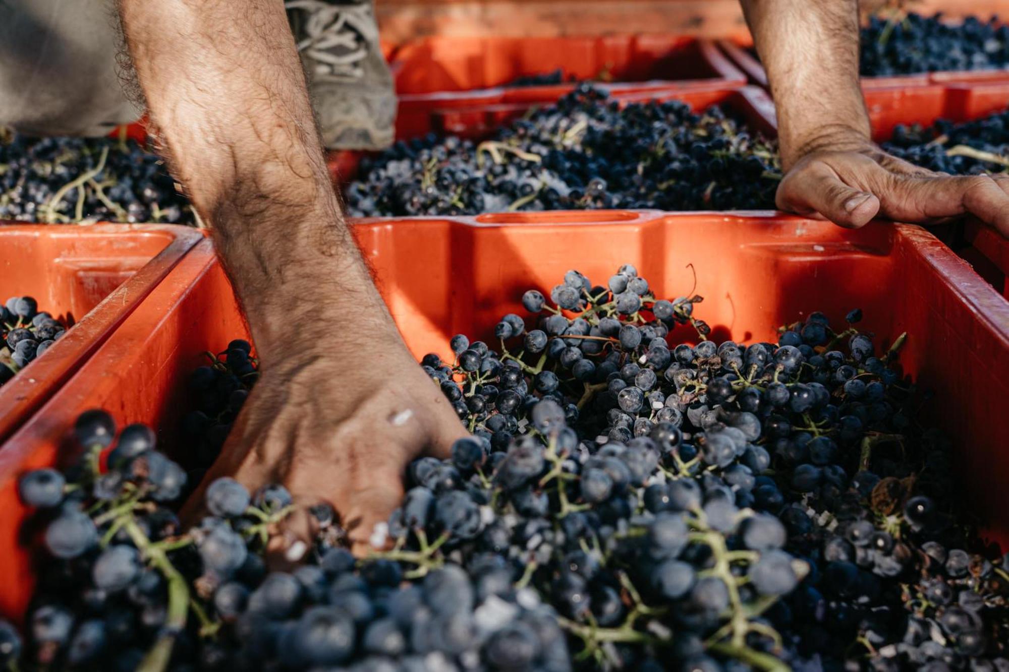 Il Querciolo - Azienda Biologica, Agriturismo E Cantina Marciano della Chiana Kültér fotó