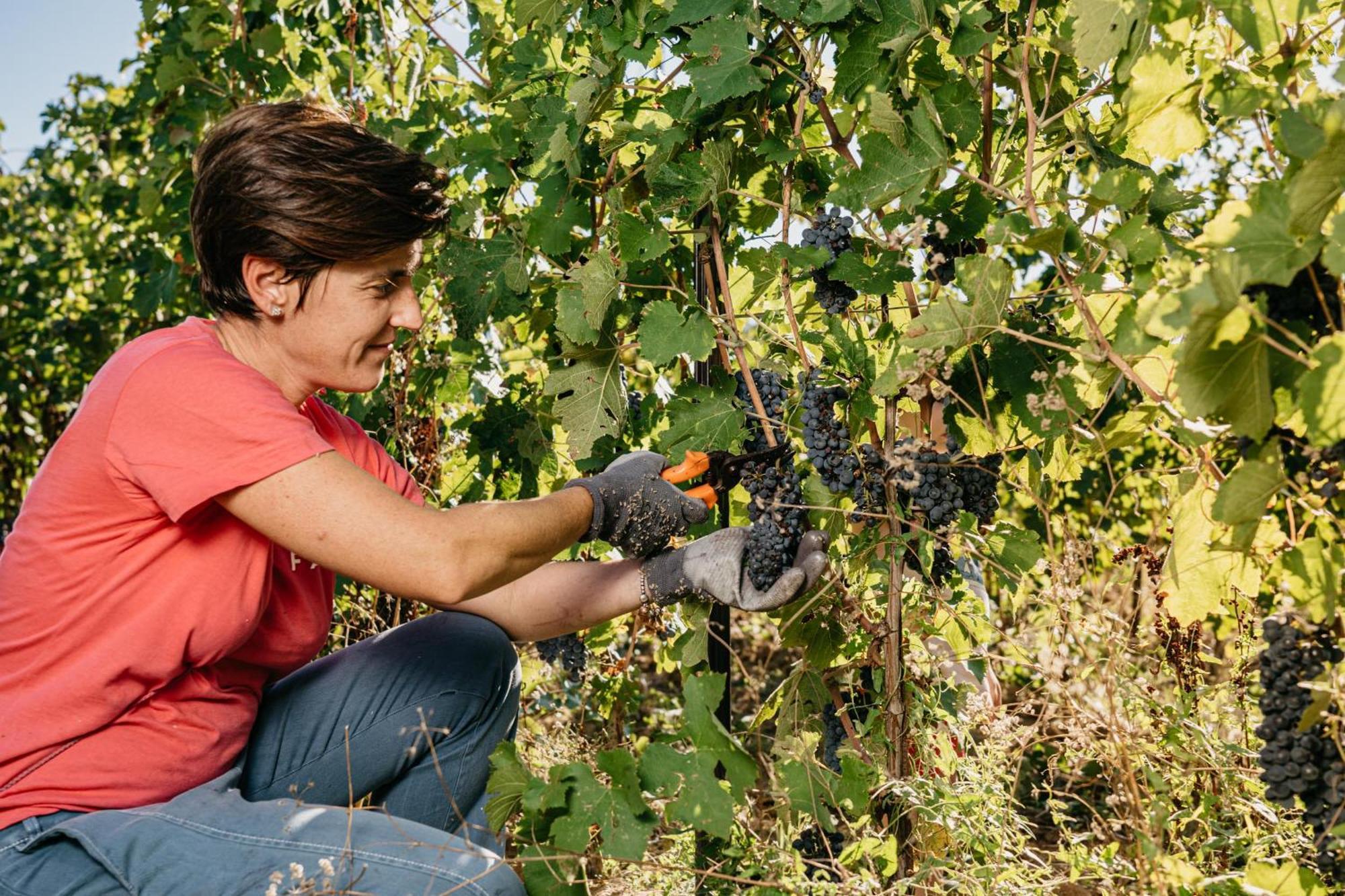 Il Querciolo - Azienda Biologica, Agriturismo E Cantina Marciano della Chiana Kültér fotó