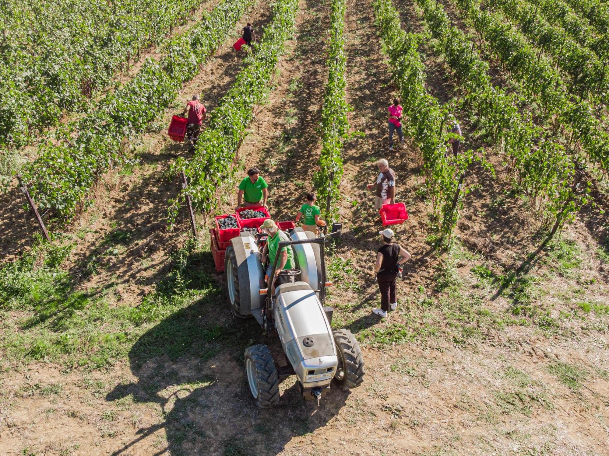 Il Querciolo - Azienda Biologica, Agriturismo E Cantina Marciano della Chiana Kültér fotó