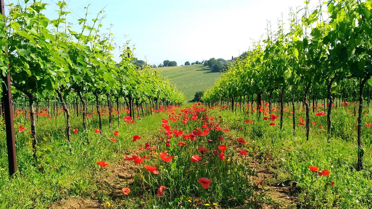 Il Querciolo - Azienda Biologica, Agriturismo E Cantina Marciano della Chiana Kültér fotó