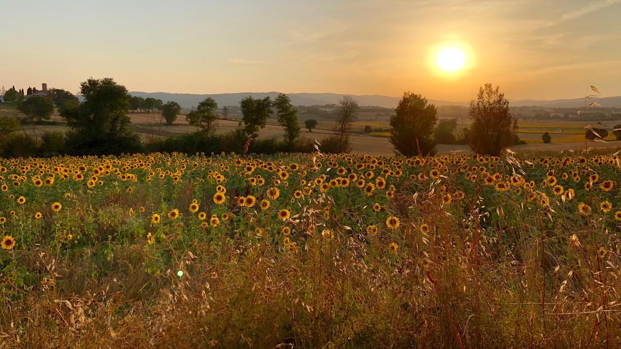 Il Querciolo - Azienda Biologica, Agriturismo E Cantina Marciano della Chiana Kültér fotó